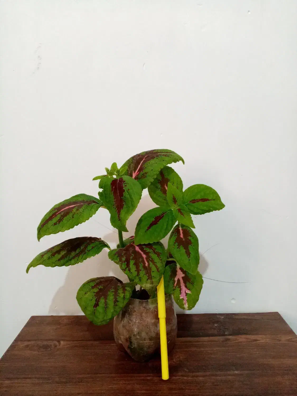 گل گل 4تا 135|گل و گیاه طبیعی|یاسوج, |دیوار