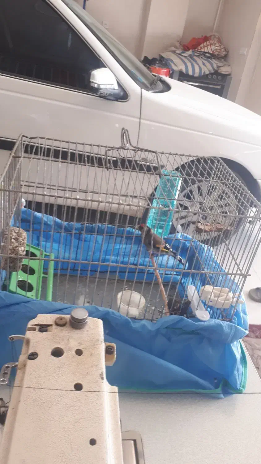 سهره نر|پرنده|هرسین, |دیوار