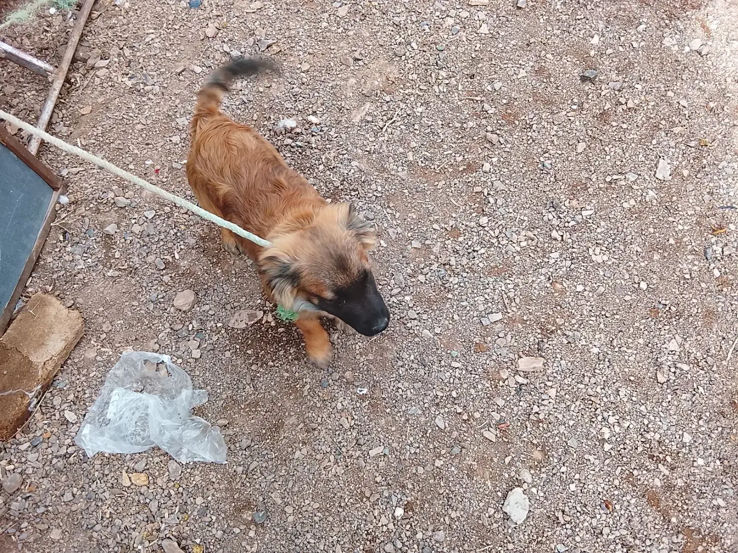 پاپی|سگ|خوسف, |دیوار