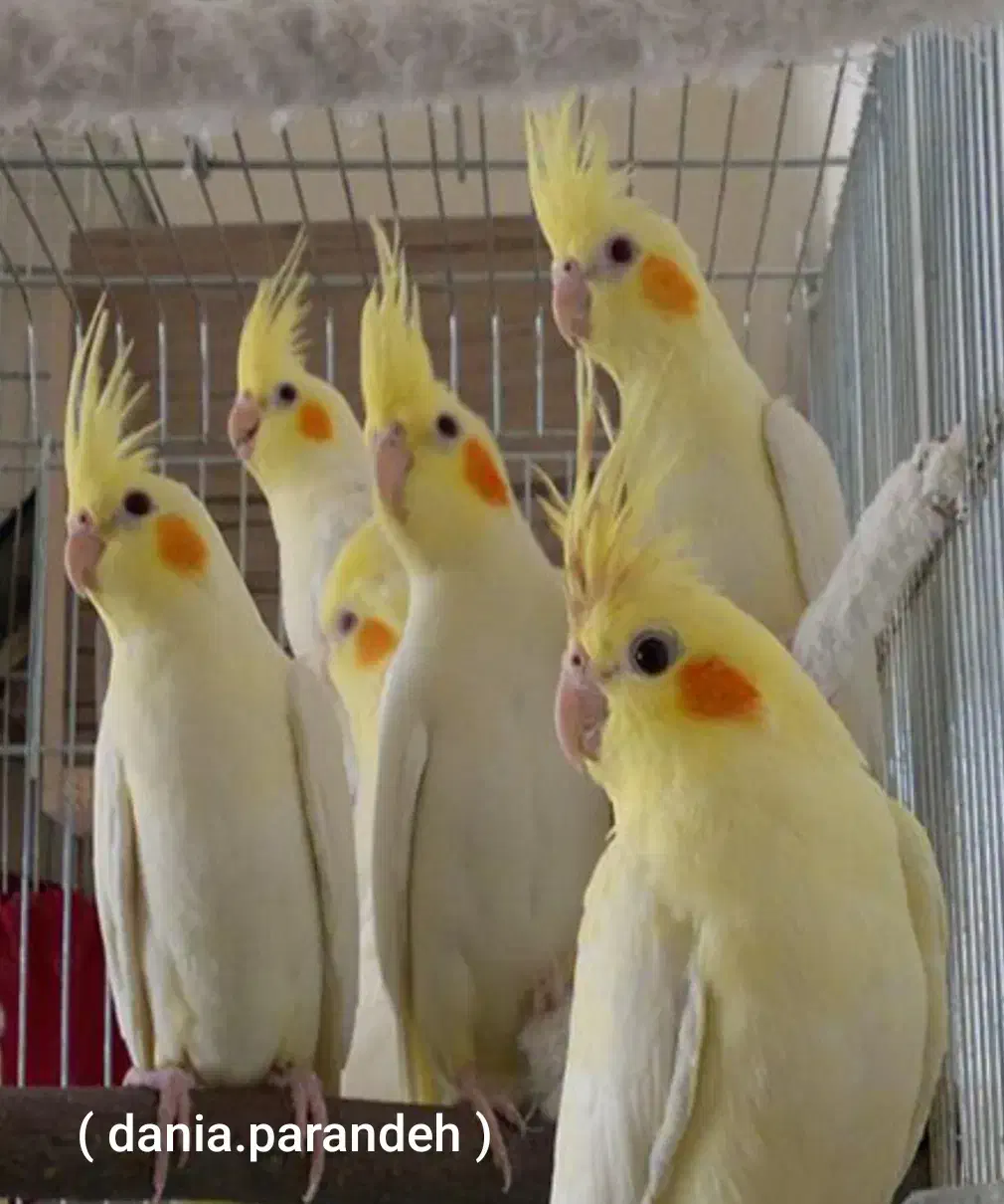 تعداد زیاد پرنده|پرنده|بجنورد, |دیوار