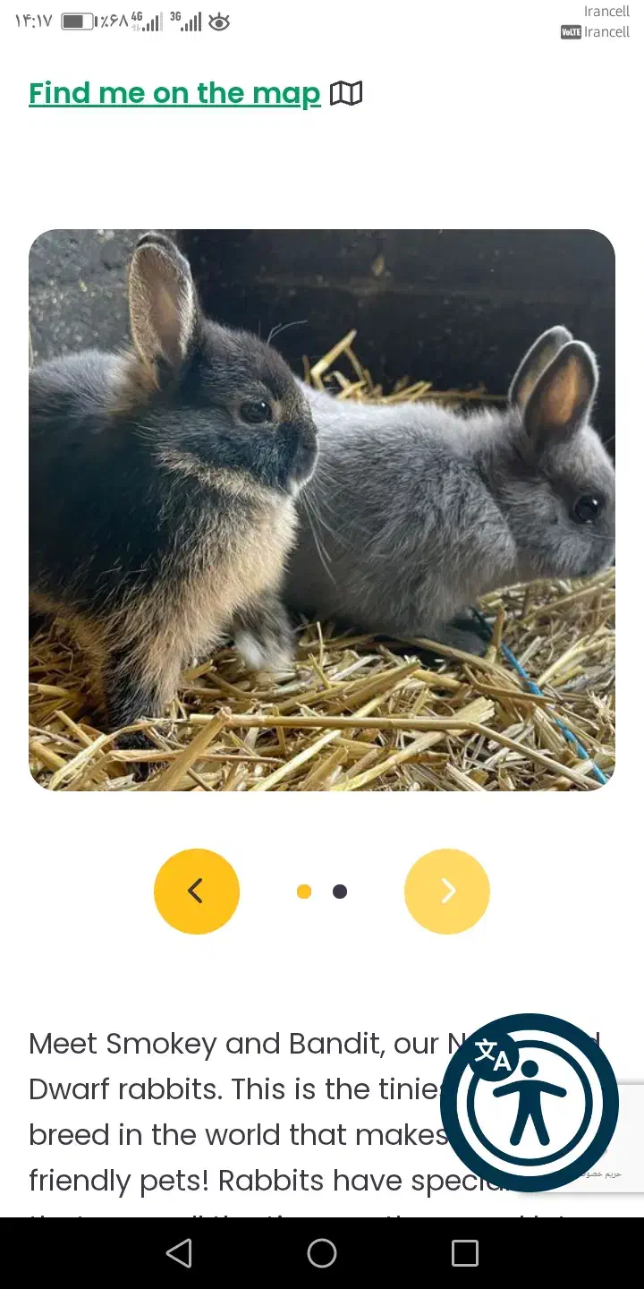 حدود 10 عدد بچه خرگوش|موش و خرگوش|نیشابور, باغ نو|دیوار