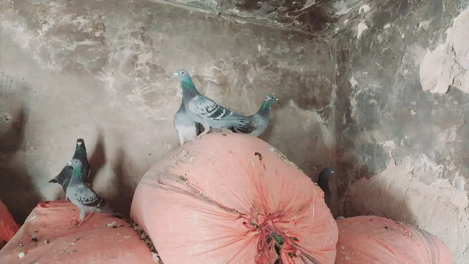 فروشی|پرنده|قلعه ممبی, |دیوار