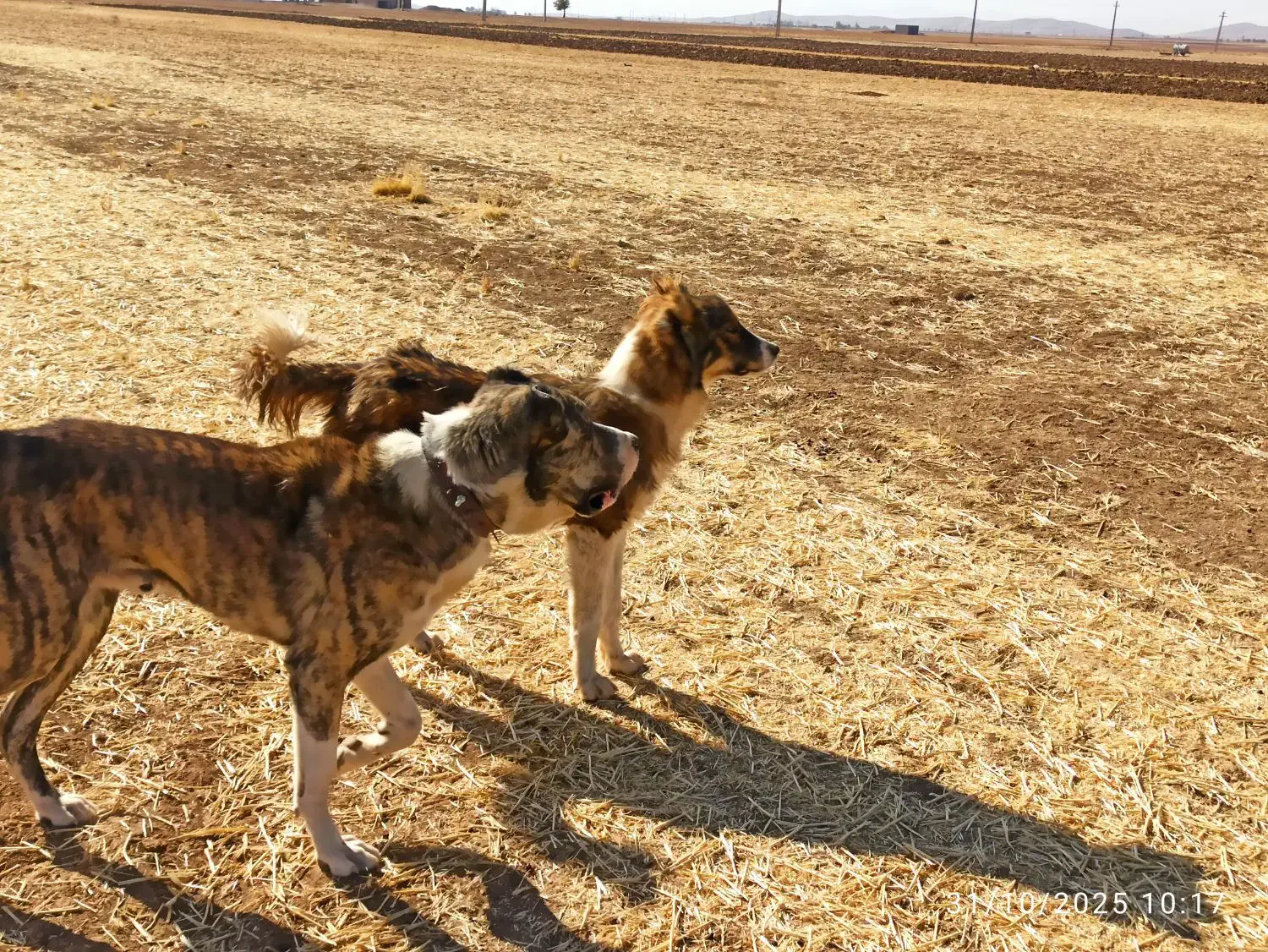 واگزاری یک عد توله نه ماه درشت|سگ|فرمهین, |دیوار