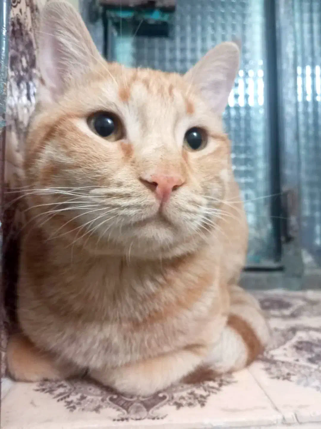 واگذاری گربه|گربه|جهرم, |دیوار