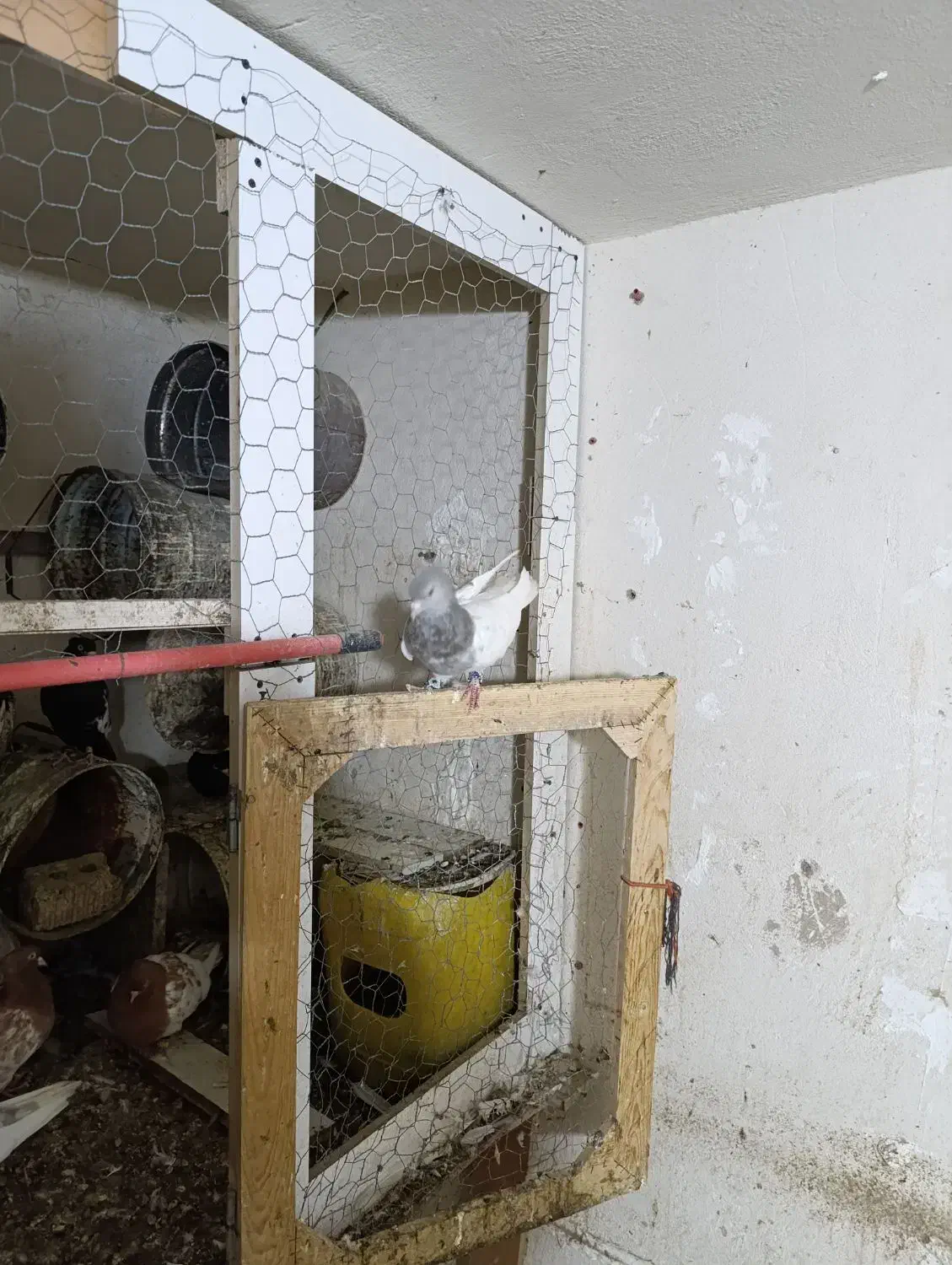 کفتر کله الماسی|پرنده|قیروکارزین, |دیوار