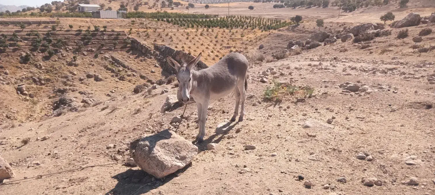 ۵۰۰۰۰۰۰۰|حیوانات مزرعه|کوهدشت, |دیوار