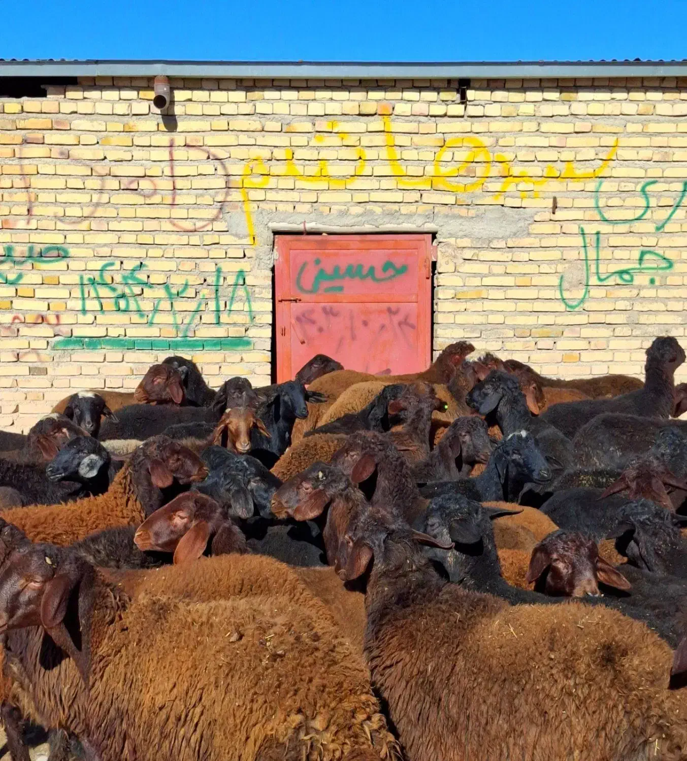 مال درجه یک|حیوانات مزرعه|دشتابی, |دیوار