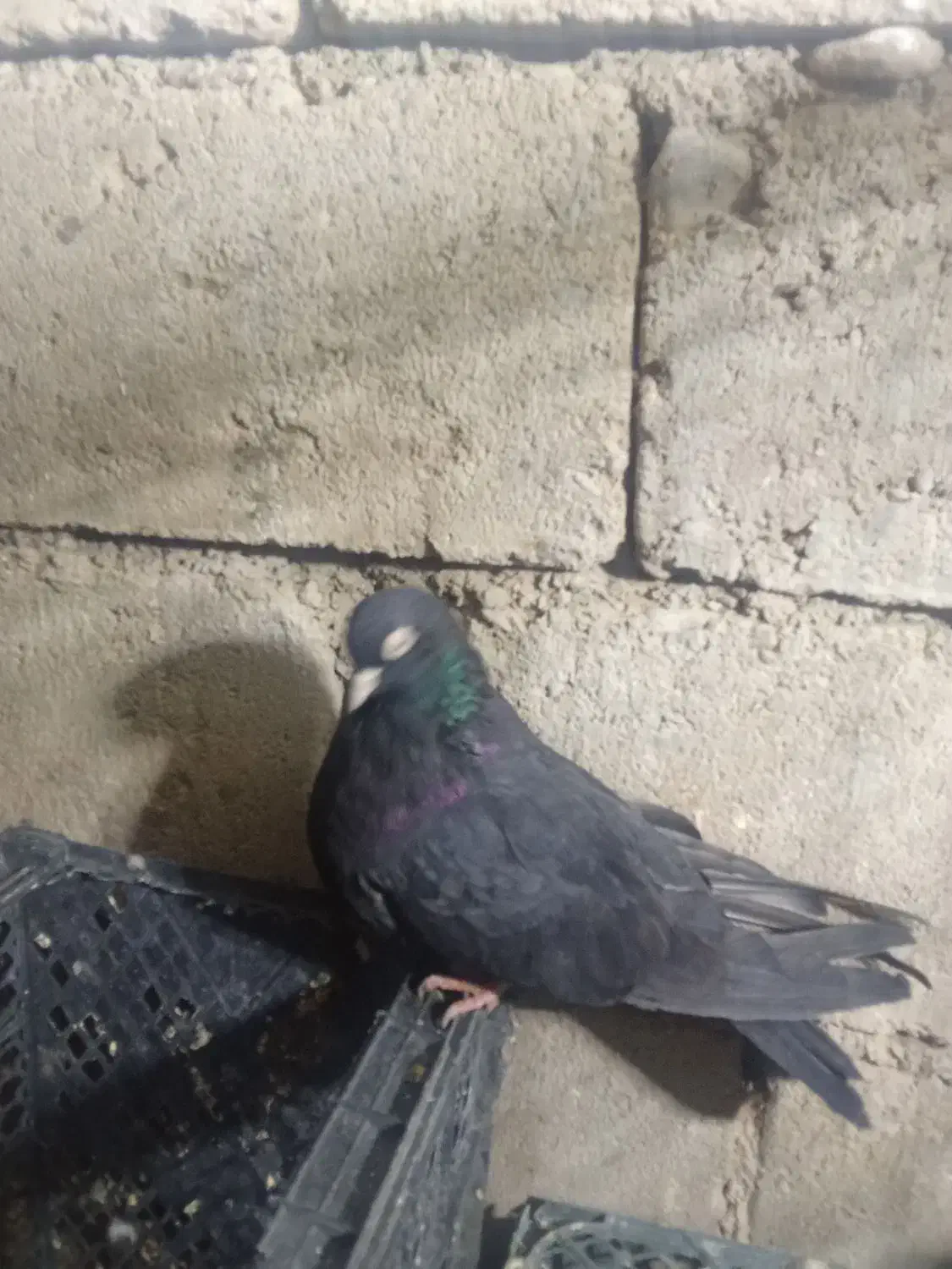 فروش یک جفت کبوتر سیاه آبادانی نوک سفید چشم سفید|پرنده|شاهین دژ, |دیوار