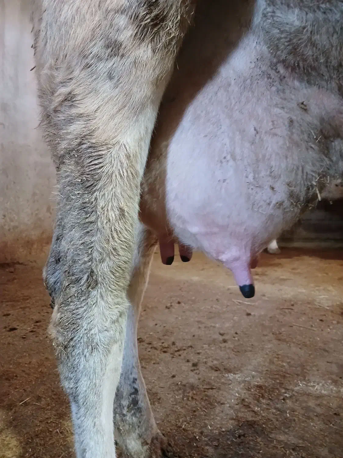 گاو شیری|حیوانات مزرعه|بیستون, |دیوار