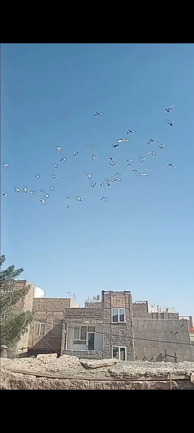 کفترپرشی|پرنده|سبزوار, عظیمیان|دیوار