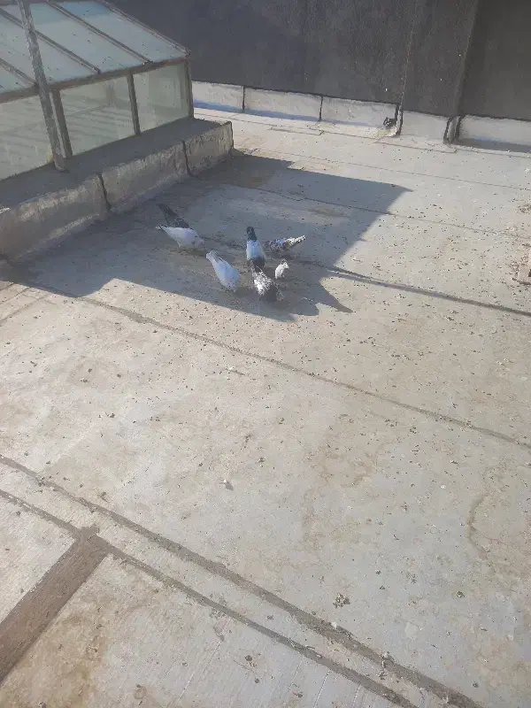 کفتر گم شده|پرنده|حمیدیا, |دیوار