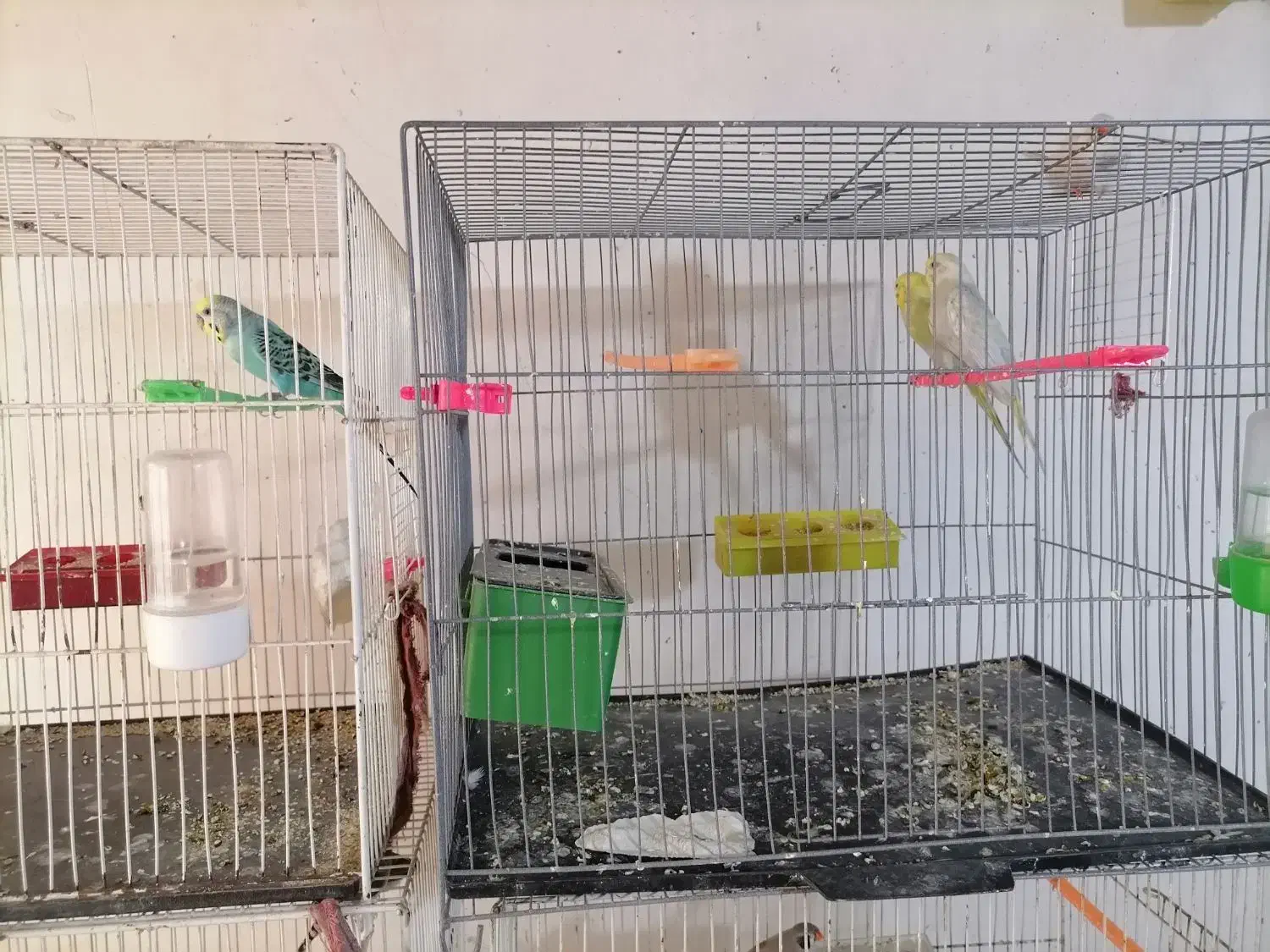 مرغ عشق کارداده|پرنده|تربتحیدریه, قائم|دیوار