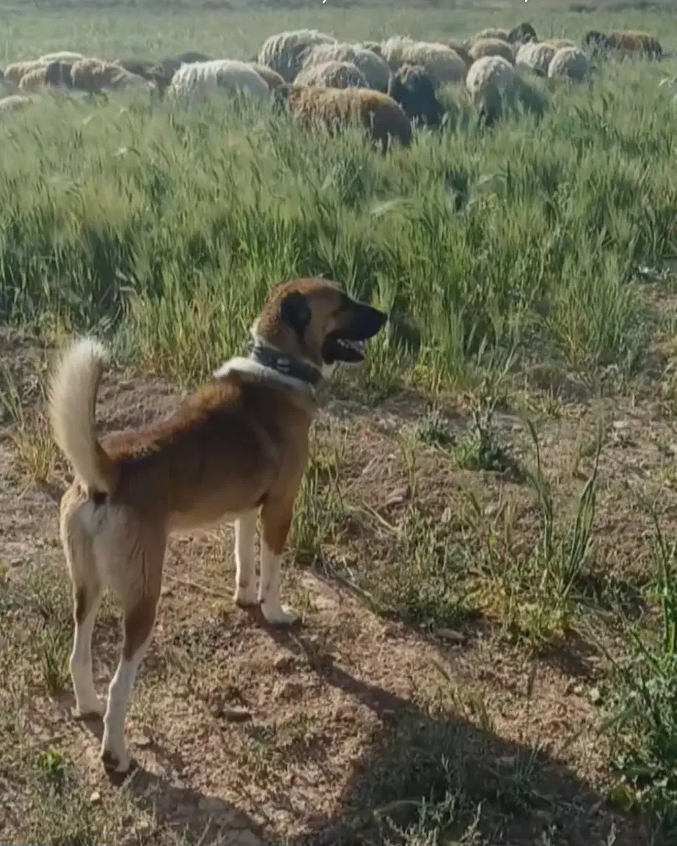 سگ سراب گله ای|سگ|گلپایگان, |دیوار