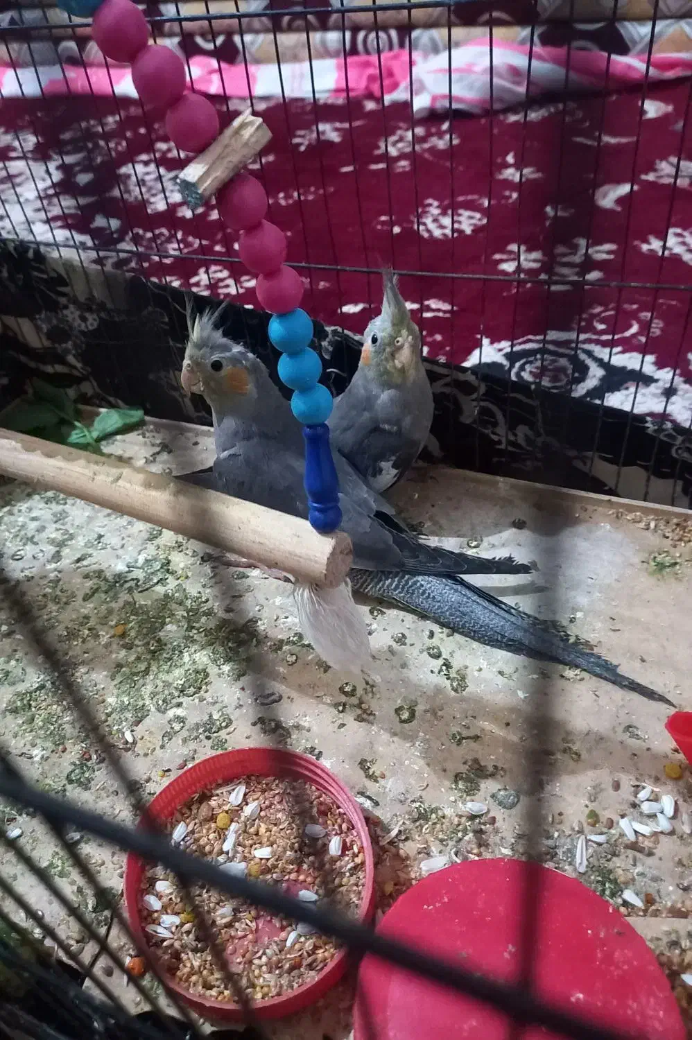 عروس هلندی|پرنده|شادگان, |دیوار