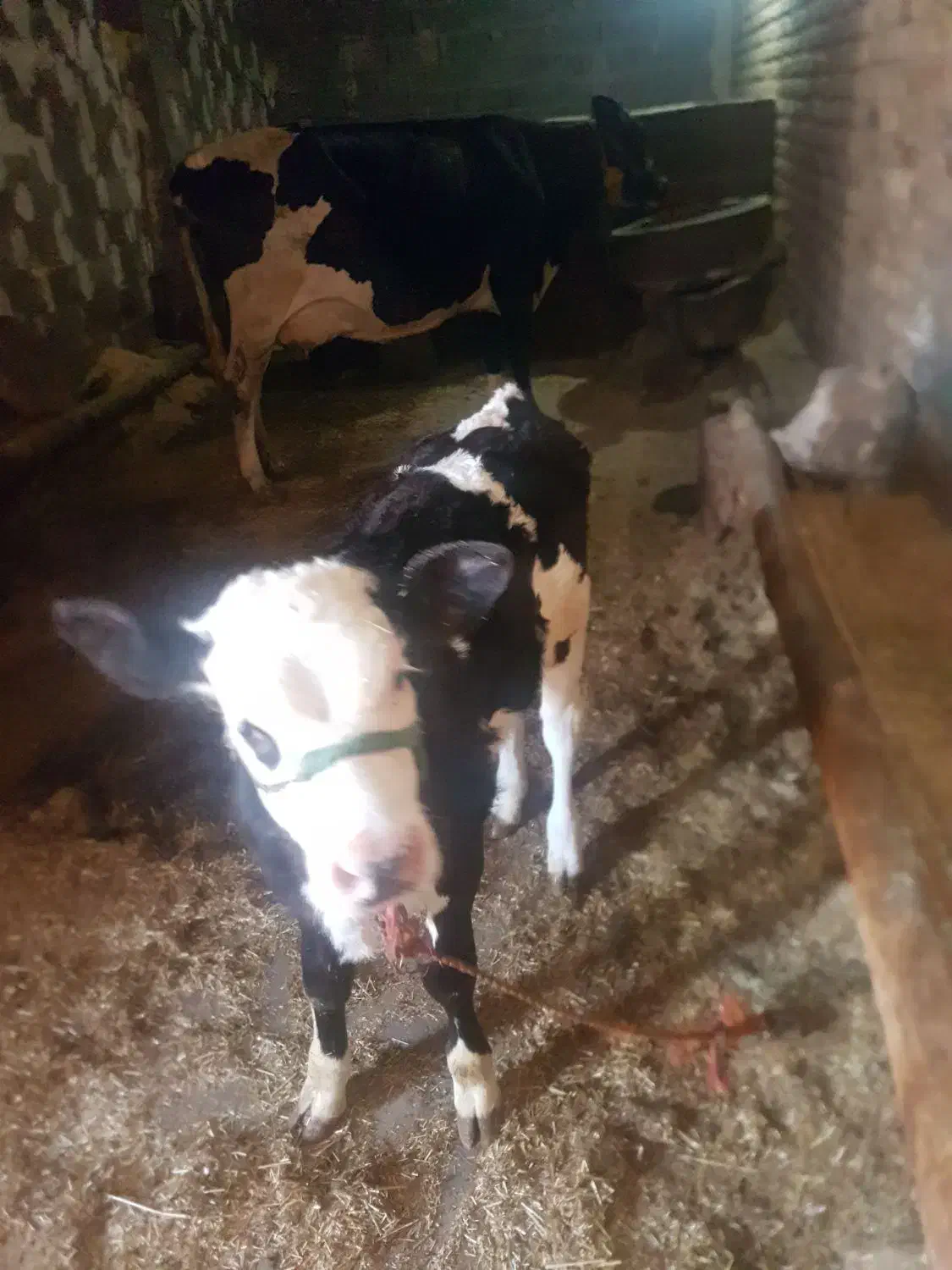 گاو و گوساله و گاو آبستن شیری جوان|حیوانات مزرعه|صحنه, |دیوار