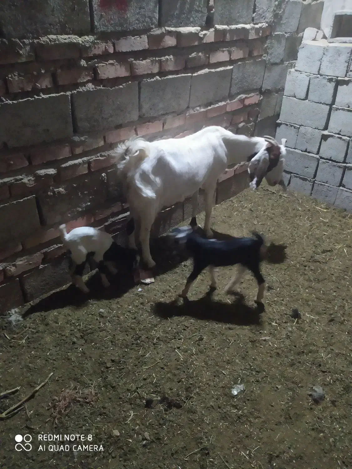 مری بز|حیوانات مزرعه|خاش, |دیوار