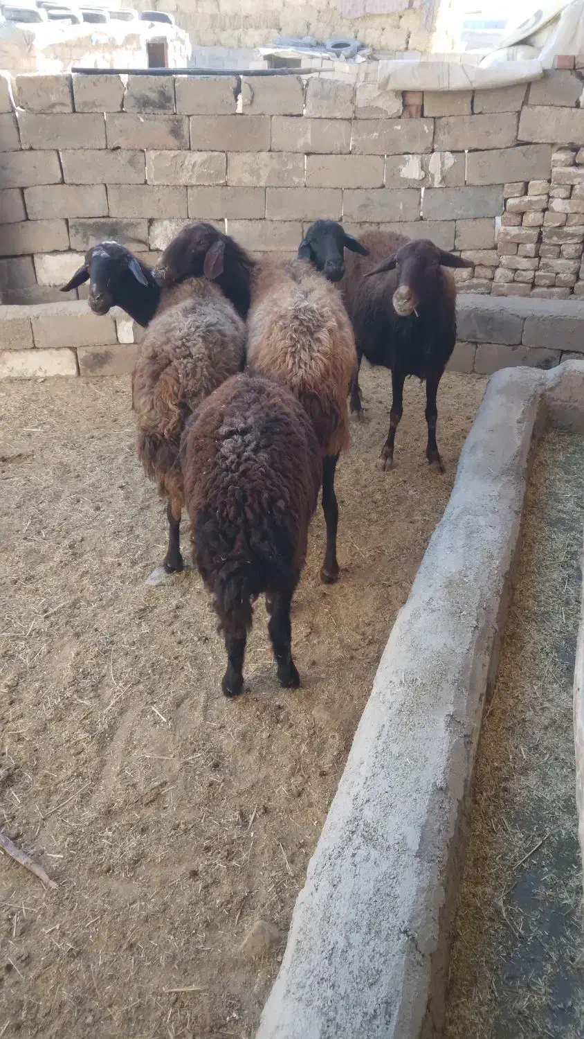 کوسفند قزل ۳ جفت|حیوانات مزرعه|بوکان, |دیوار
