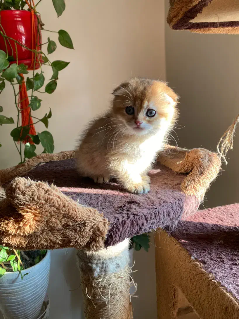 گربه اسکاتیش ماده و بریتیش نر|گربه|پردیس, فاز ۱۱|دیوار