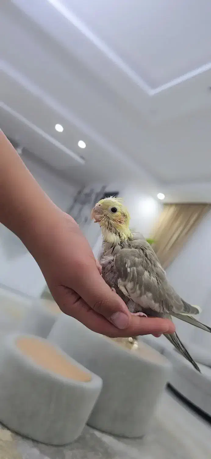 جوجه عروس هلندی|پرنده|مشهد, امیریه|دیوار