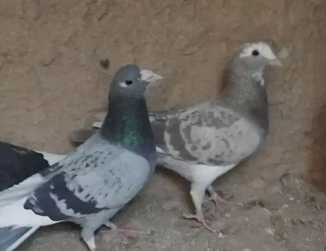 پلنگ|پرنده|بهرمان, |دیوار