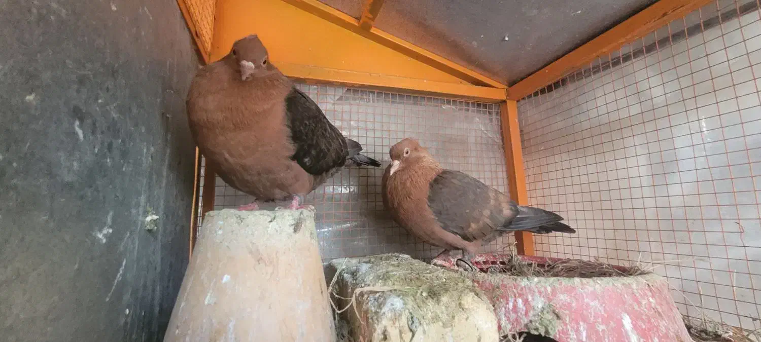 یک جفت کبوتر نقش آرشینگل|پرنده|ابریشم, |دیوار