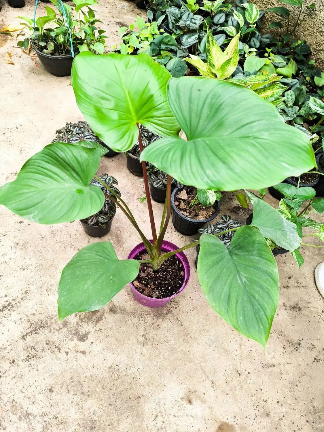 گل و کاکتوس|گل و گیاه طبیعی|نورآباد ممسنی, |دیوار