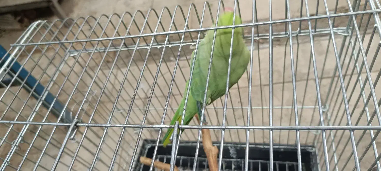 طوطی ملنگو نر ۱۷ماهه|پرنده|تهران, انبار نفت|دیوار