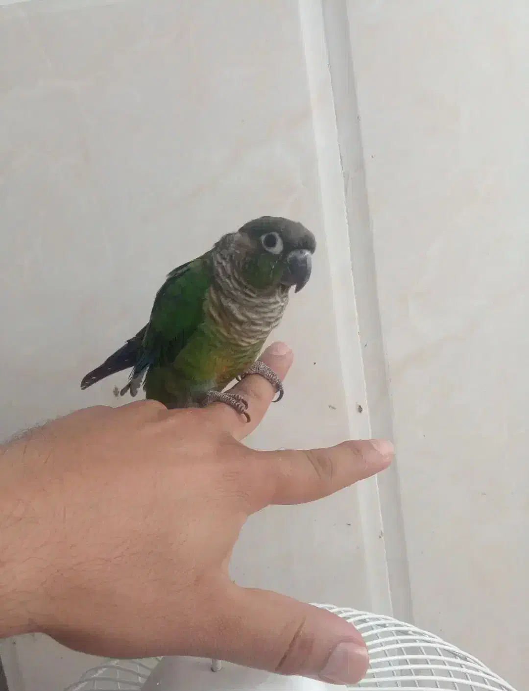 گرینچینگ نر دستی باقفس|پرنده|نیشابور, هفده شهریور|دیوار