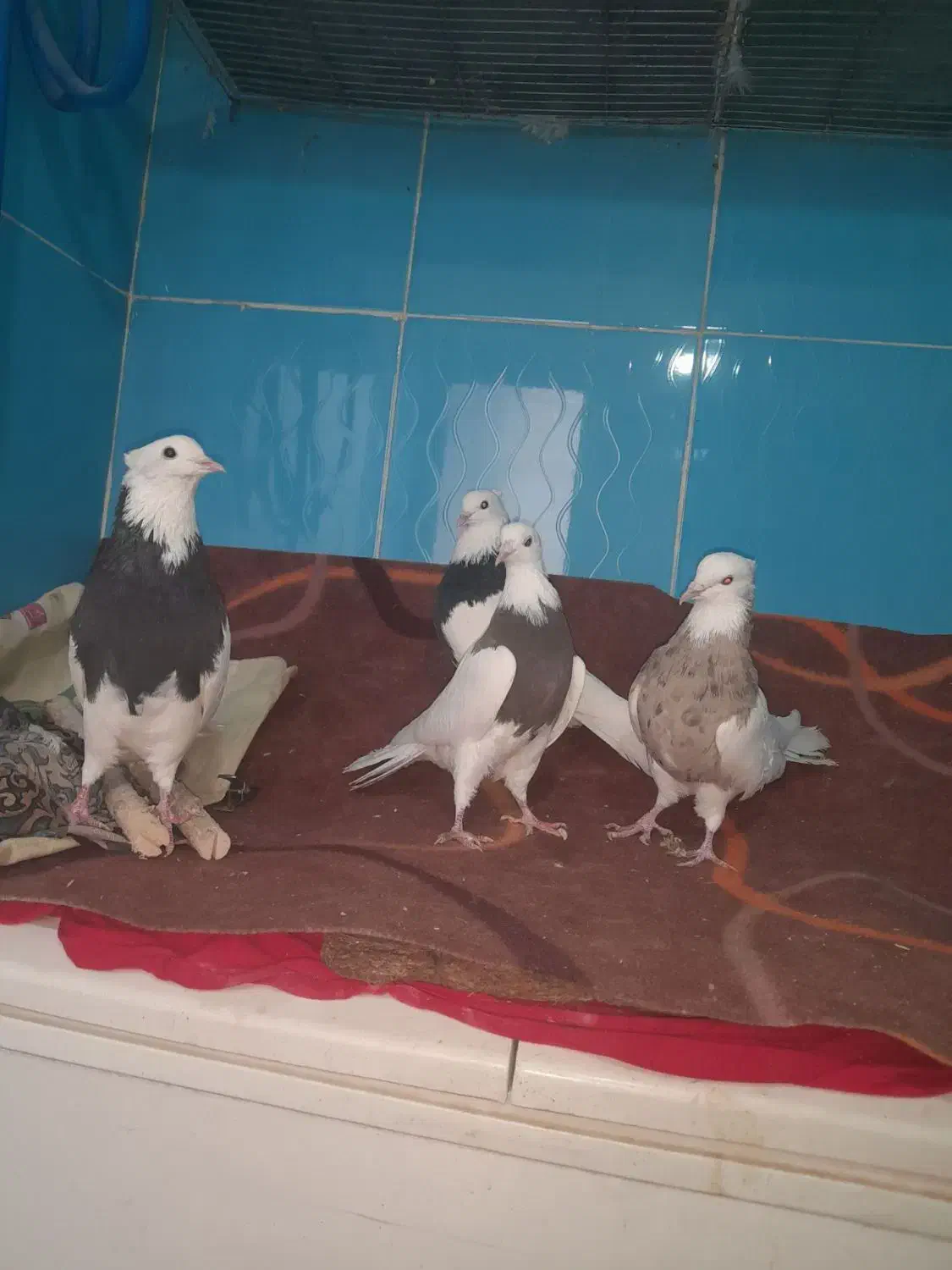 چهارتا کبوتر یکی ماده سه تا نر|پرنده|کنگاور, |دیوار