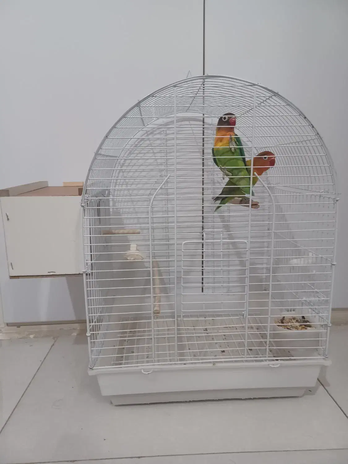 ۱ جفت طوطی برزیلی بهمراه قفس و لونه|پرنده|قزوین, |دیوار