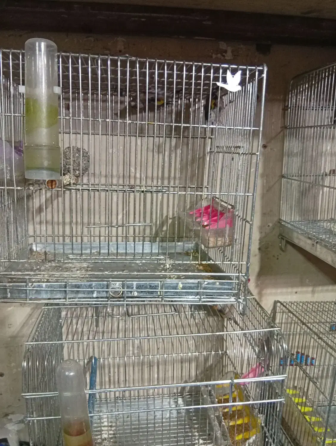 سهر رسمی|پرنده|شهرضا, |دیوار