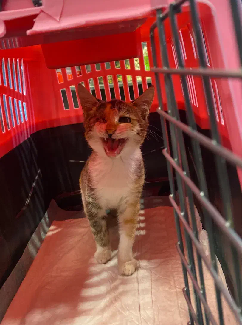 واگذاری بچه گربه ماده|گربه|رشت, توشیبا|دیوار