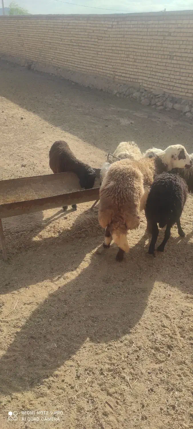 قوچ و بره|حیوانات مزرعه|شیدا, |دیوار