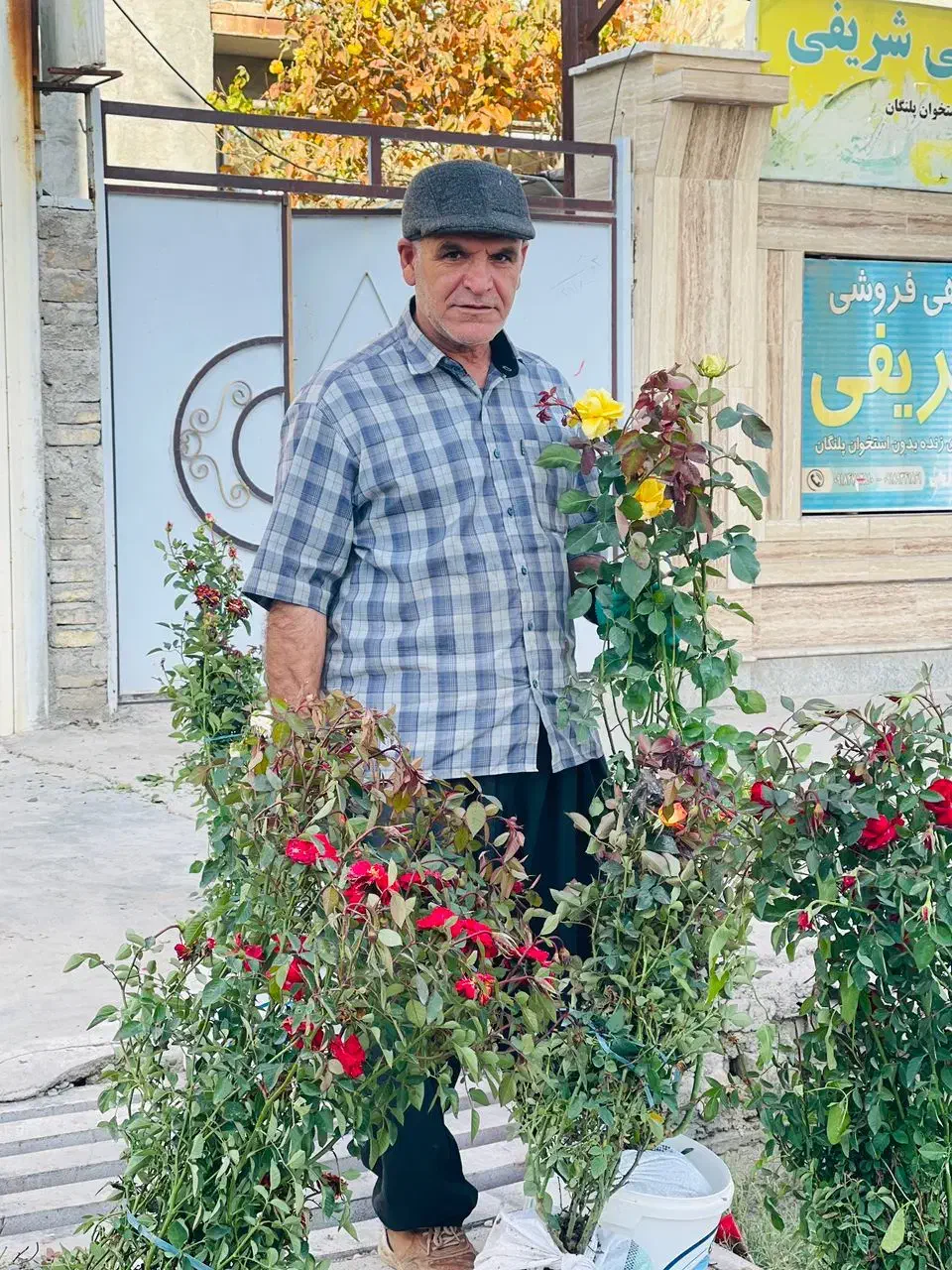 همه نوع گل و نهال درخت|خدمات باغبانی و درختکاری|سرپل ذهاب, |دیوار