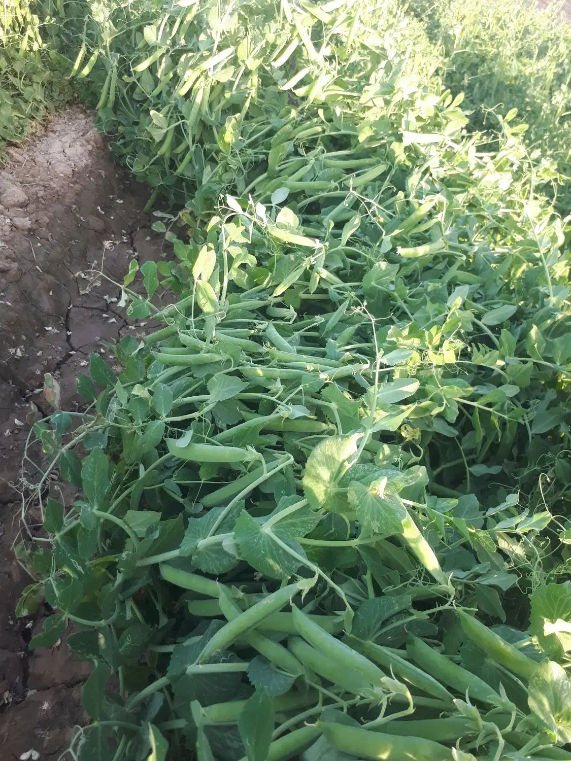 بذر نخود فرنگی|خدمات باغبانی و درختکاری|تنکمان, |دیوار