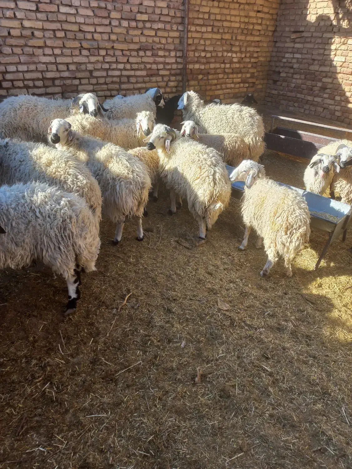 گوسفند بره  چاق|حیوانات مزرعه|رفسنجان, |دیوار