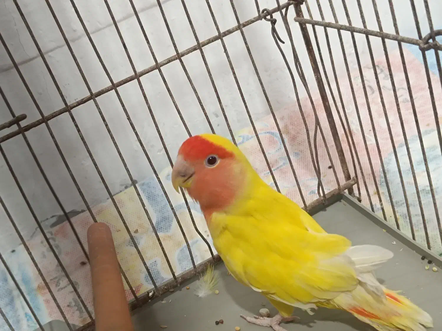 پرنده|پرنده|زهک, |دیوار