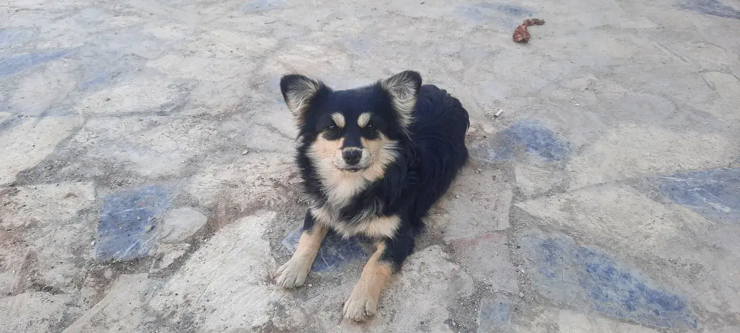 سگ پاپی نژاد گرگی چهار چشم|سگ|اصفهان, ارغوانیه|دیوار