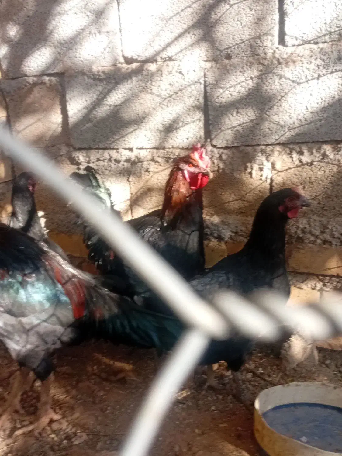 مرغ ویروس رسمی|حیوانات مزرعه|قیدار, |دیوار