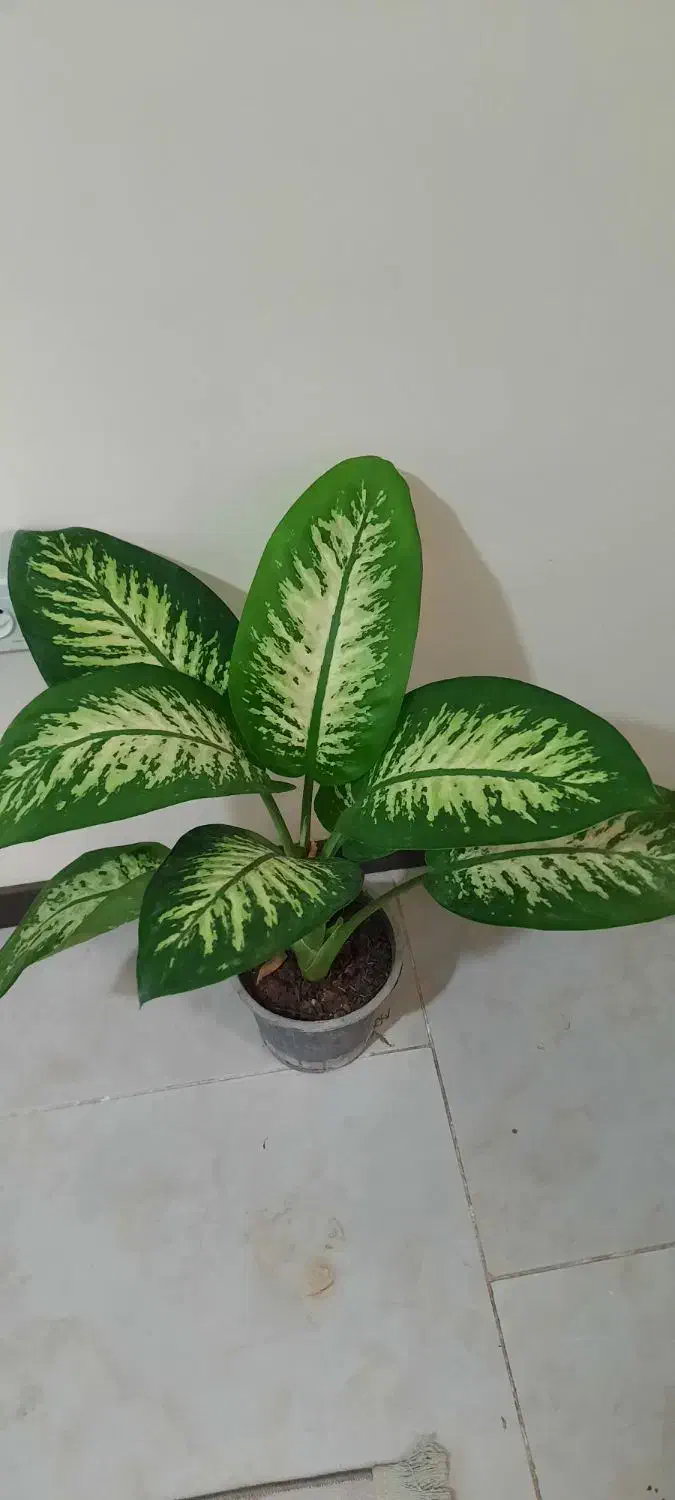 ۹ عدد گل فقط تا فردا|گل و گیاه طبیعی|کرج, باغستان|دیوار