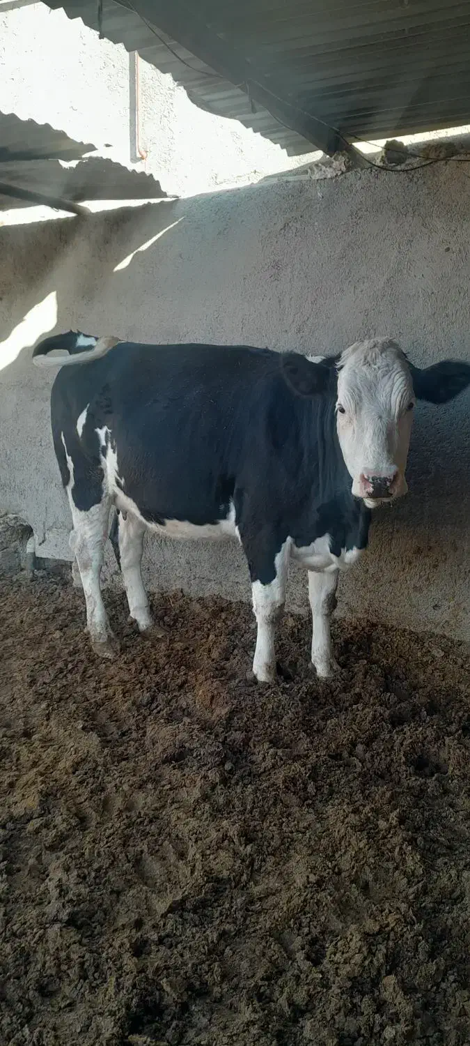 تلیسه آبستن سنگین|حیوانات مزرعه|هلالی, |دیوار