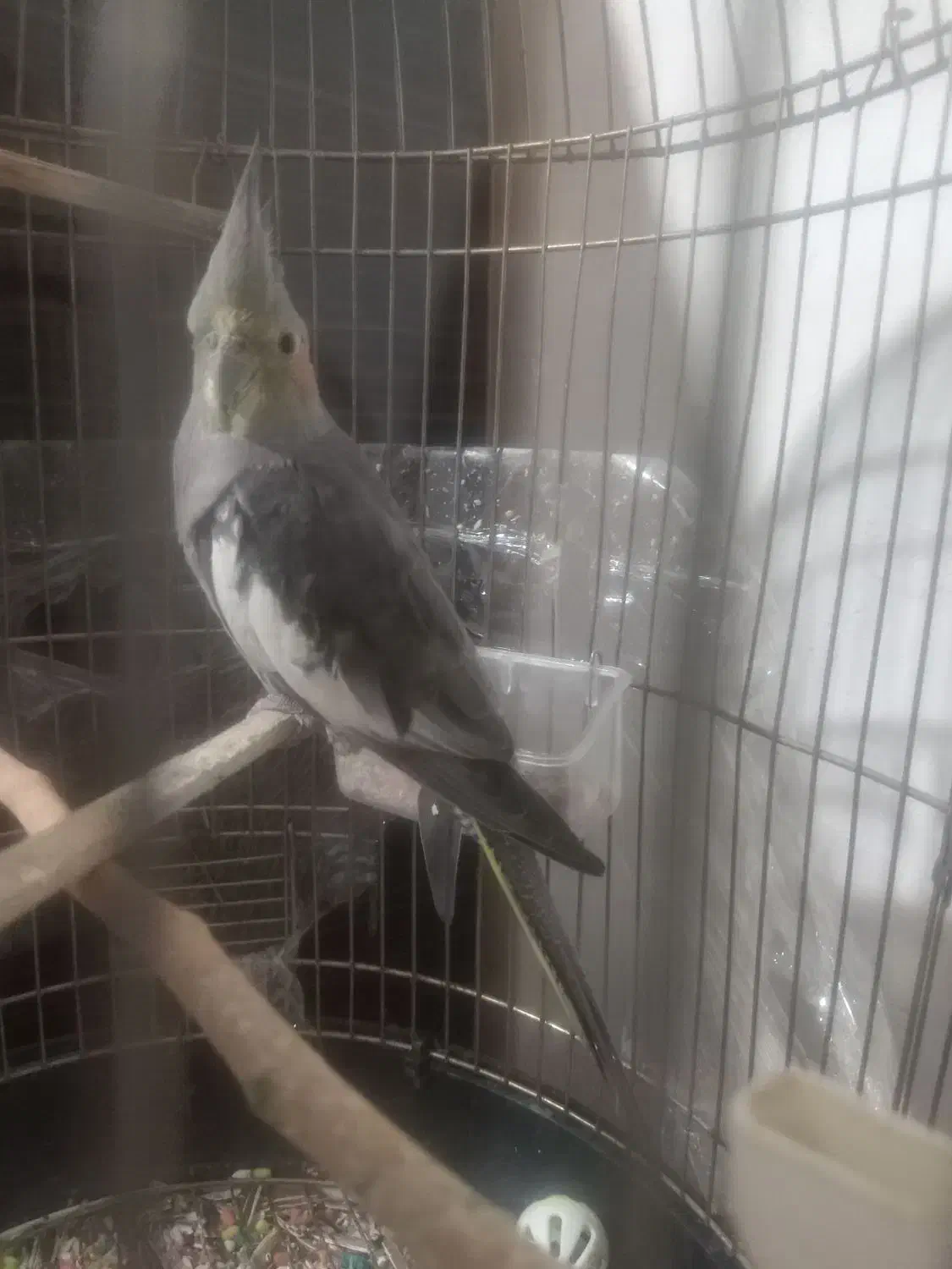 عروس هلندی|پرنده|قصرشیرین, |دیوار