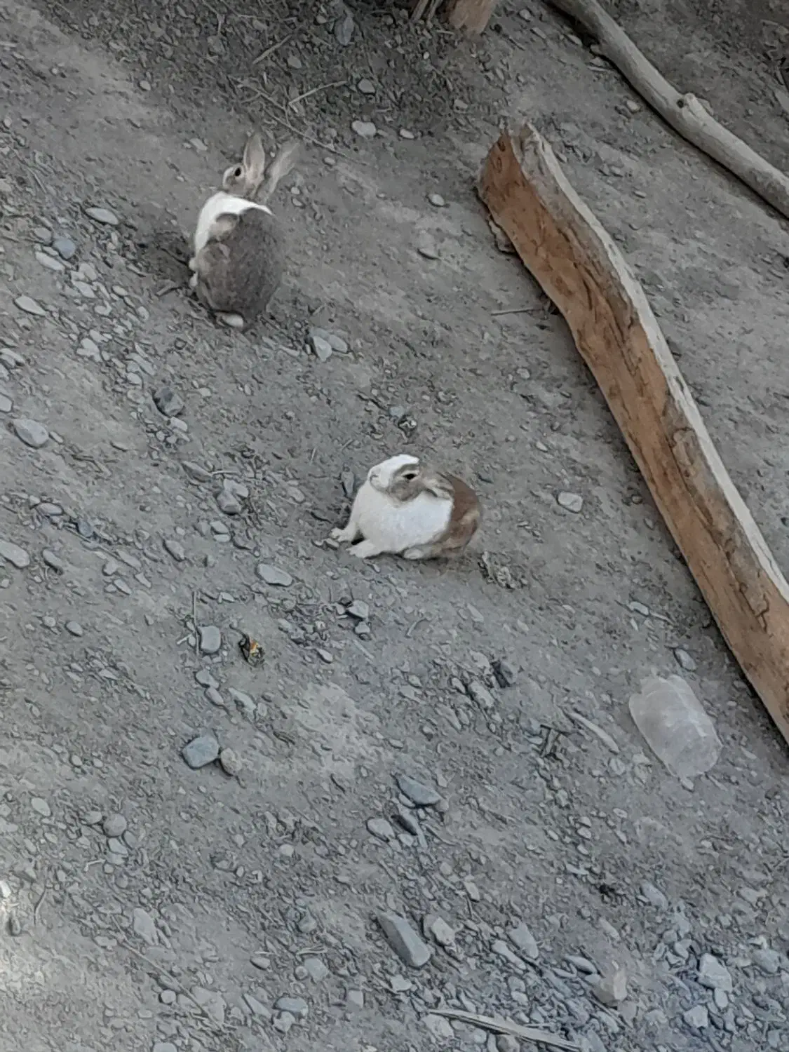 خرگوش|موش و خرگوش|سیب و سوران, |دیوار