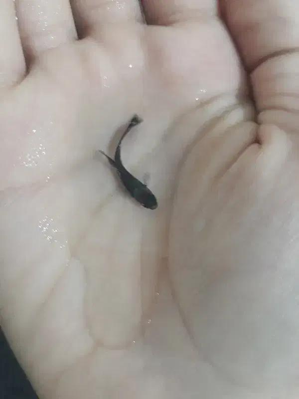 ماهی گوپی|ماهی|اسفراین, |دیوار