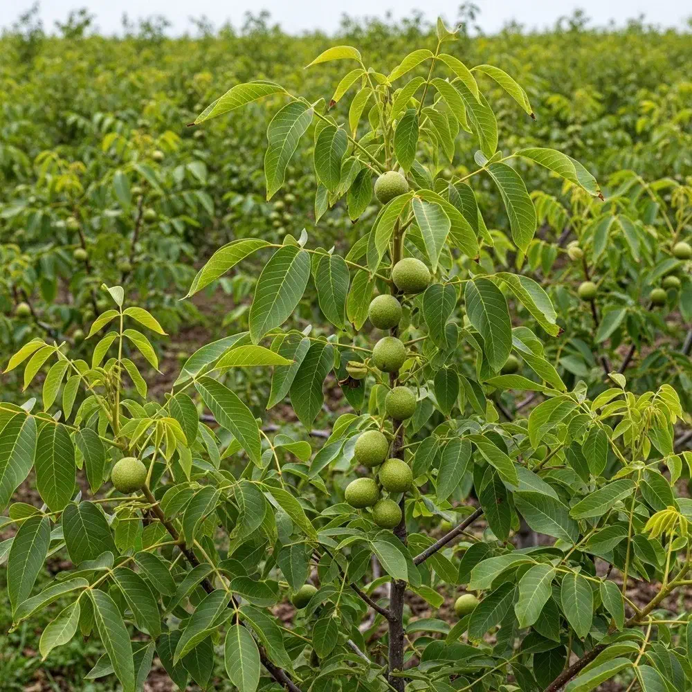 نهال گردوی پربار با ضمانت سلامت|گل و گیاه طبیعی|آبش احمد, |دیوار