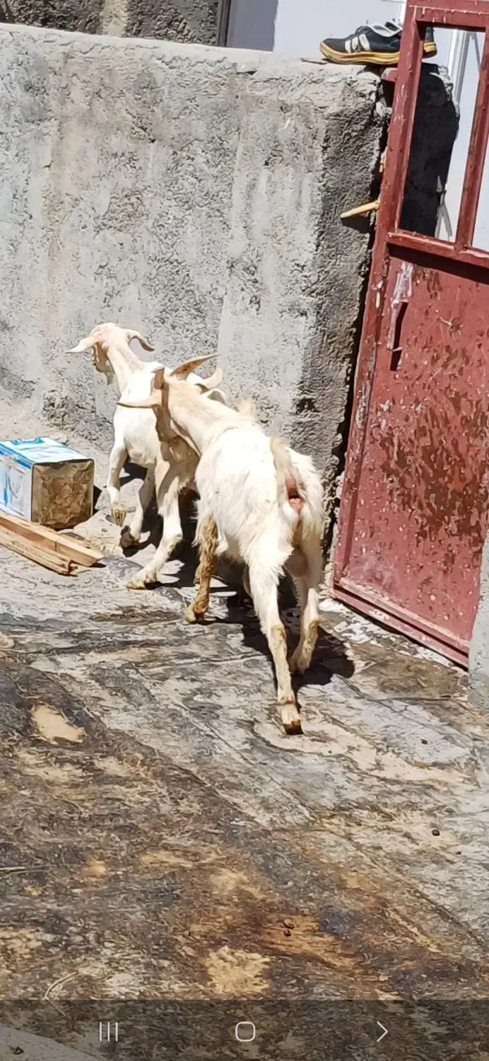 بز سانن درجه یک|حیوانات مزرعه|دهگلان, |دیوار