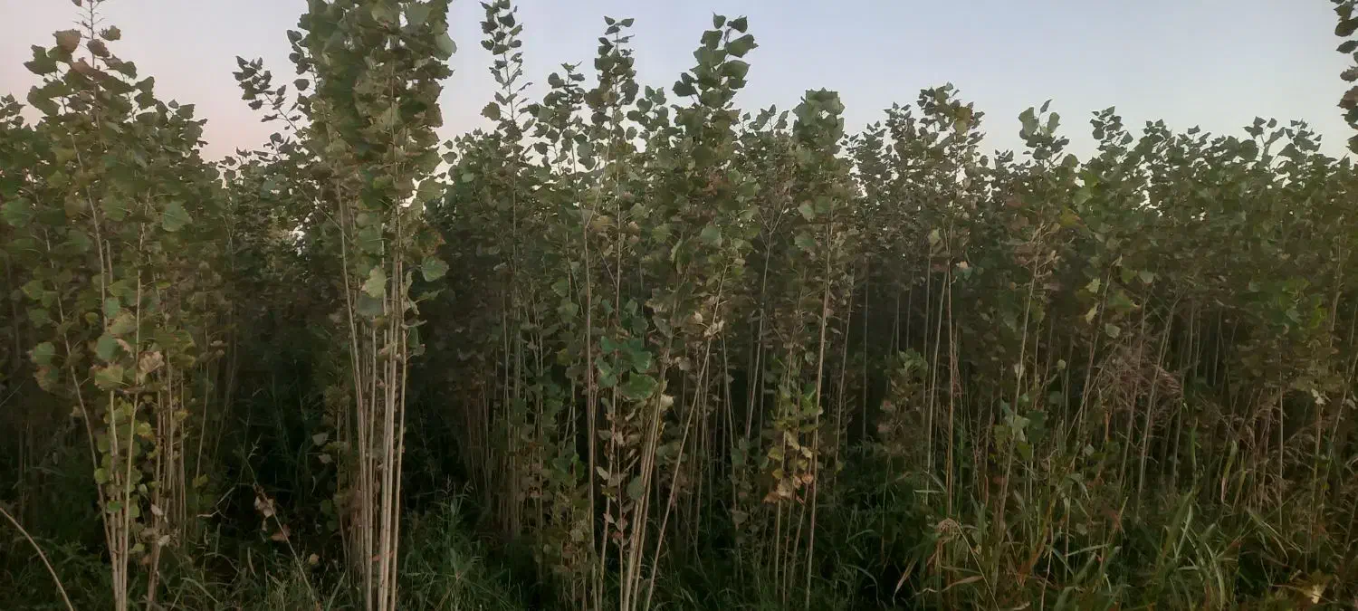 صنوبر ترکیه|عمده‌فروشی|میاندوآب, |دیوار