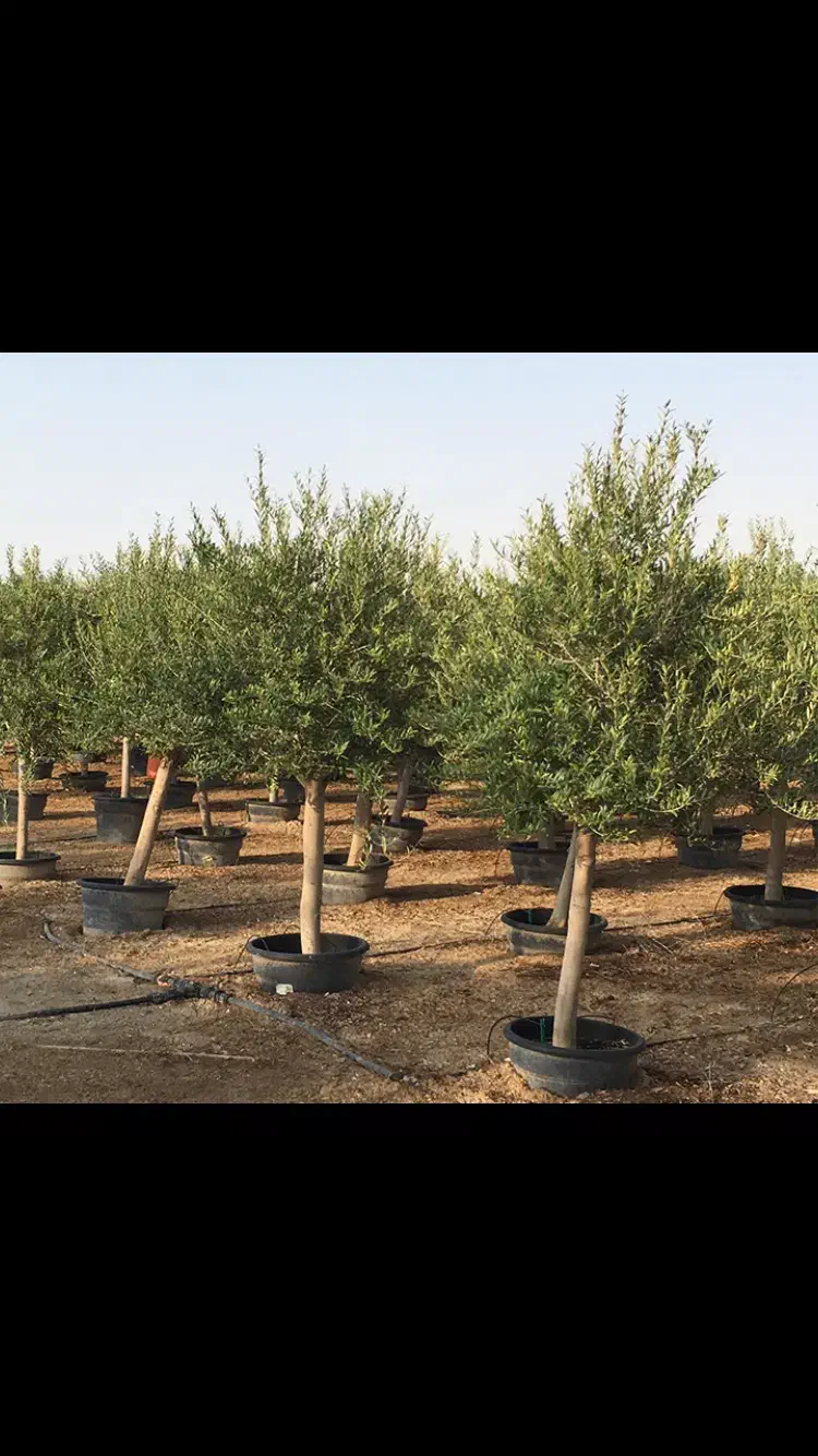 نهال زیتون اصلاح شده|خدمات باغبانی و درختکاری|تهران, آبشار|دیوار