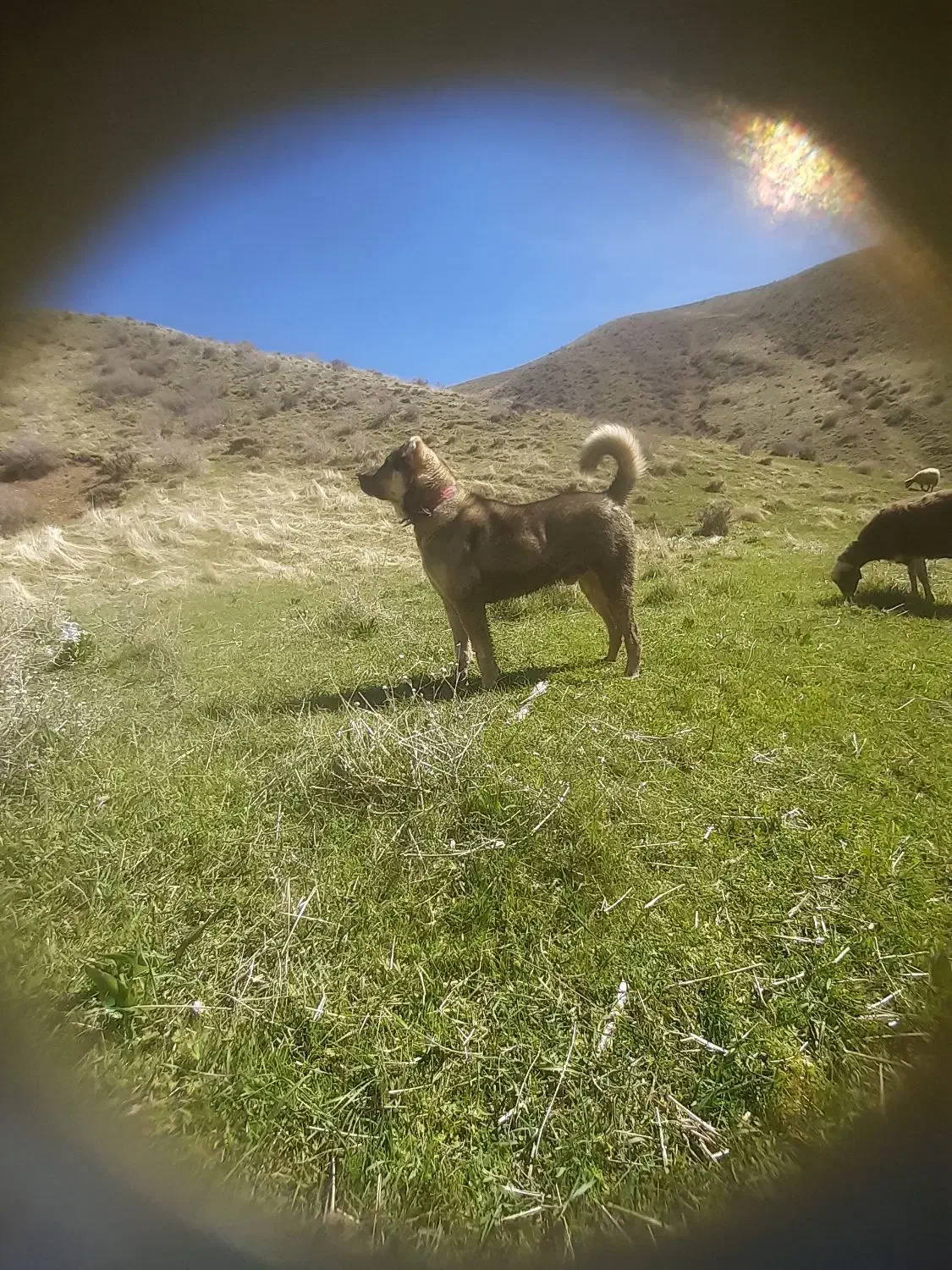 سگ پژدر|سگ|کامیاران, |دیوار