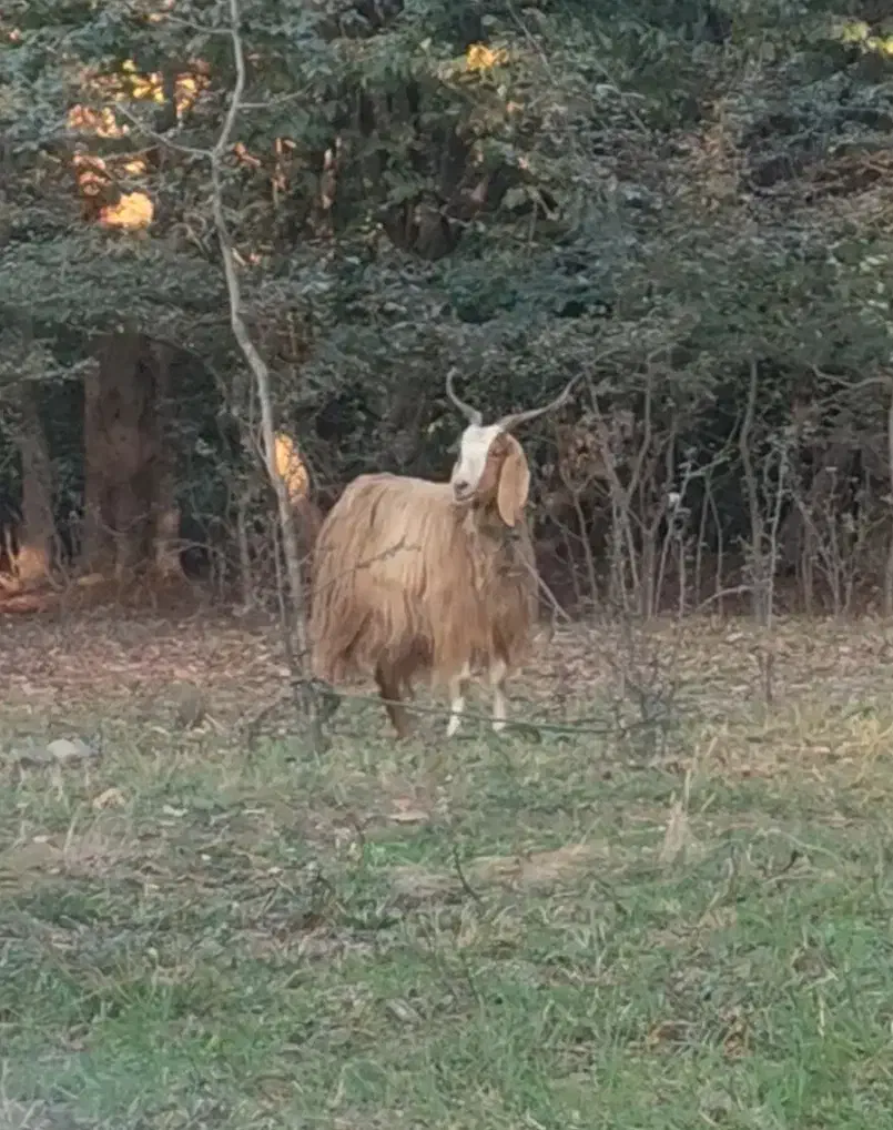 بز ماده باردار|حیوانات مزرعه|فاضل آباد, |دیوار